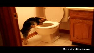 Yorkie puppy flips out at toilet 