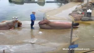 Walrus Doing Sit Ups