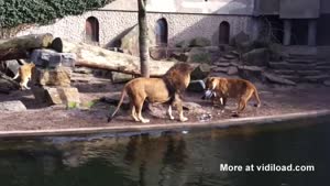 Lions Attack Heron In Zoo