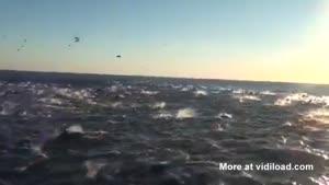 Huge Group Of Dolphins Swims By In California