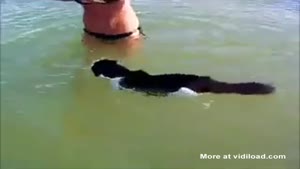 Swimming Cat