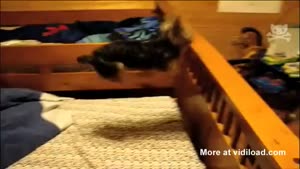 Dog Shows Off For Hamster