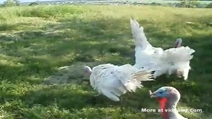 Turkeys Play Soccer