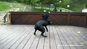 Happiest Dog Alive