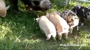 Mother (Pig) Of The Year