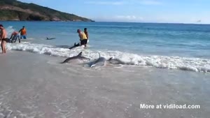Big Group Of Stranded Dolphins