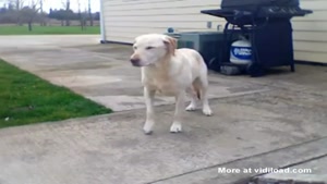 Dog On Drugs