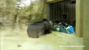 Gangster Bear