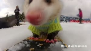 Ratatouille, The Snowboarding Opposum