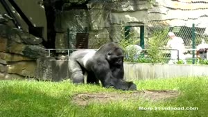 Getting Pranked By A Gorilla