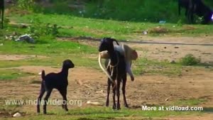 Rodeo Goat Riding