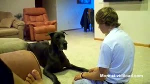 Playing With The Family Dog