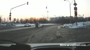 Dog Crosses The Street On Two Legs