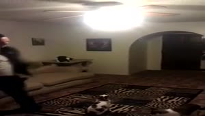 Cat Turns Off The Light