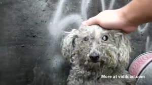 Homeless Blind Dog Living In Trashpile Gets Rescued