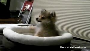Howling Wolf Puppy
