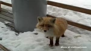 Having A Zoo On Your Porch