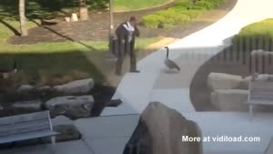Agressive Goose On The Loose