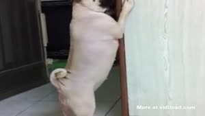 Guilty Dog Tries To Leg It