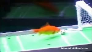 Teach Your Goldfish Tricks