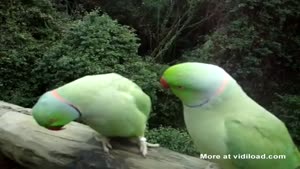 Birds Having A Conversation
