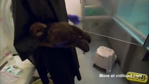 Baby Otter's First Bath