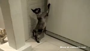 Spider Cat Steals Fish Sticks