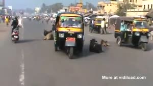 Caution! Lazy Cows On The Road!