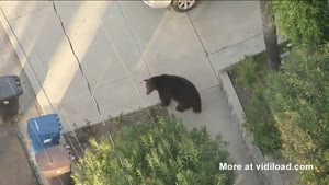 Texting Guy Finds A Big Bear On His Driveway