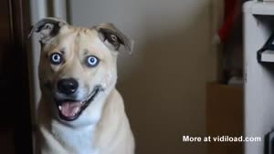 Dog Stares Right Into Your Soul