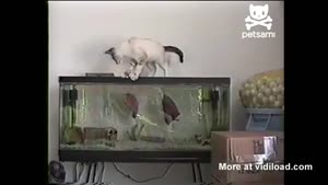 Cat Gets Bitten By Fish