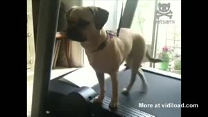 Dog's Not Impressed By Treadmill