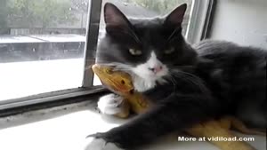 Cat Loves Lizard