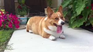 Corgi's Reaction To Vacuum Cleaner