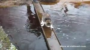 Cat's Not Happy About Crossing Bridge