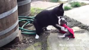 Cat Welcomes Doggie