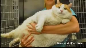Fat Cat Weighs 39 Pounds