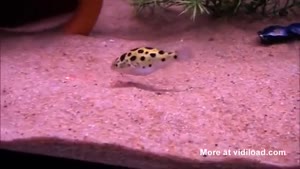 Playing With The Fishies