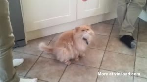 It's Always Funny To Pick On The Cat