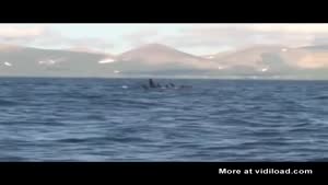 Rare White Orca Caught On Camera