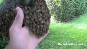 Guy Removes Beehive With His Bare Hands