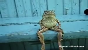 Kermit The Frog Really Exists