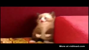 Poor Kitten