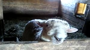 Jessie The Talking Sheep
