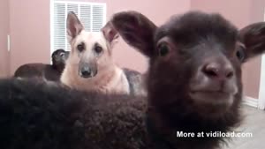 Lil' Jon Lamb