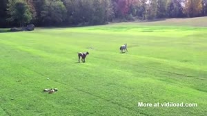Dog Sneaks Up On Wolf