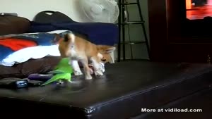 Dog Vs. Parrot