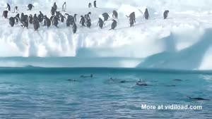 Flying Pinguins
