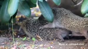 Hedgehog Love