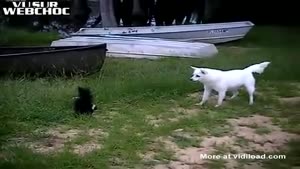 Dog Tries To Play With A Skunk